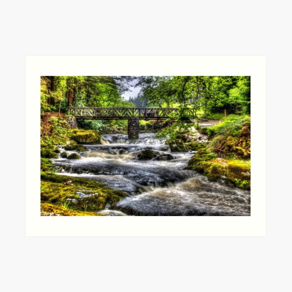 Tollymore Forest Park 2 Art Print