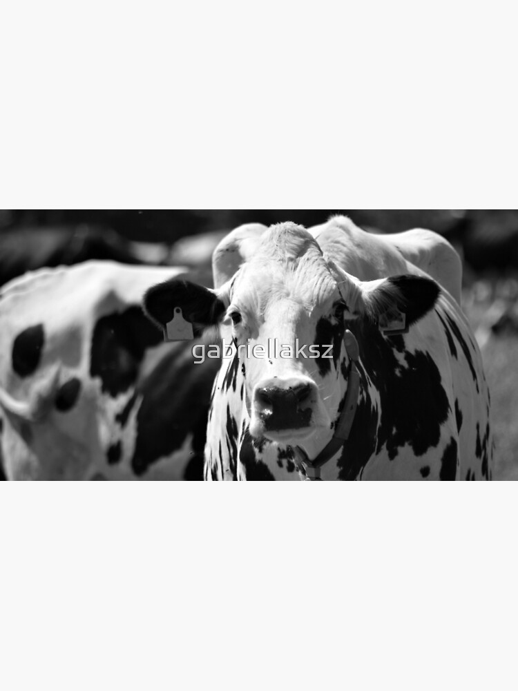 Portrait of a cow by gabriellaksz