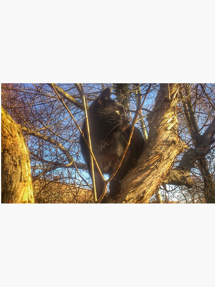 Katze Morle auf dem Flieder von Gourmetkater