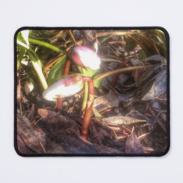 Item preview, Lenten rose, buds designed and sold by Gourmetkater.