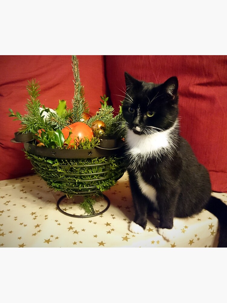 Katze Mimi mag Weihnachten von Gourmetkater