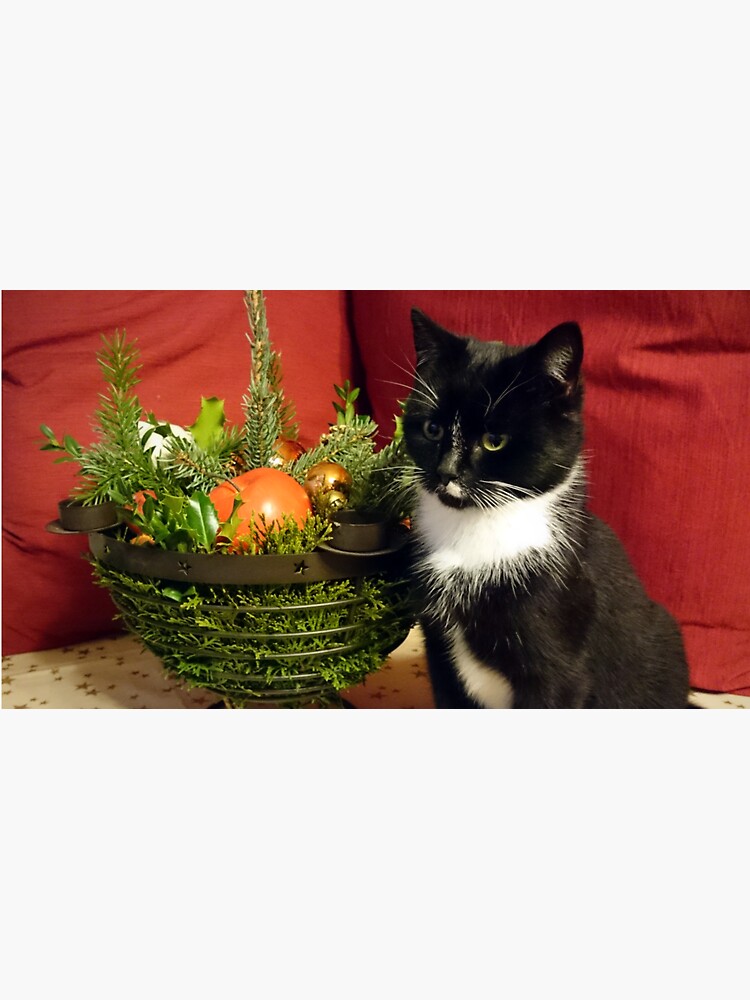 Katze Mimi mag Weihnachten von Gourmetkater