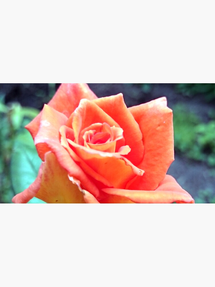 Rose von Gourmetkater