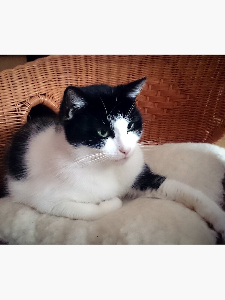 Katze Kitti auf dem Sessel von Gourmetkater