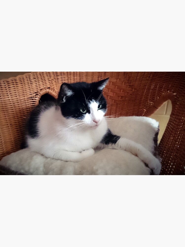 Katze Kitti auf dem Sessel von Gourmetkater