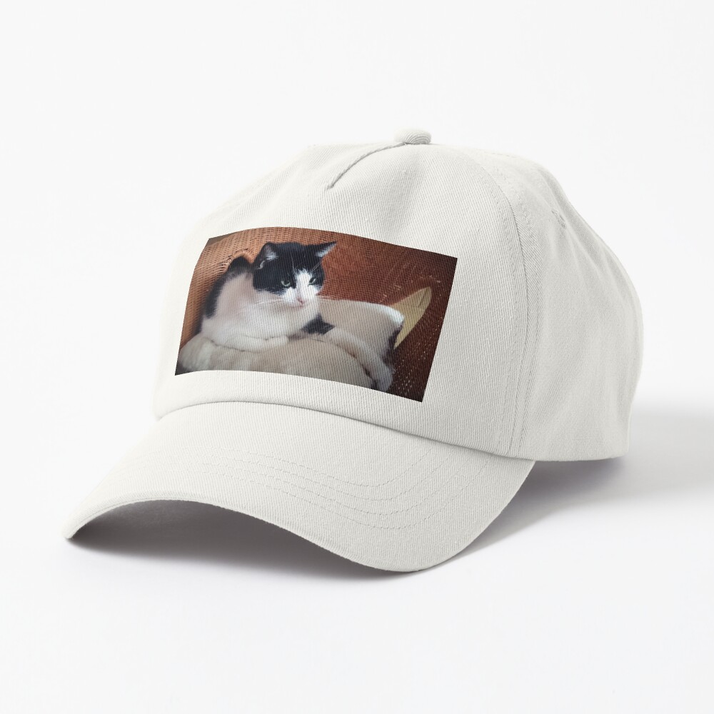 Katze Kitti auf dem Sessel Cap