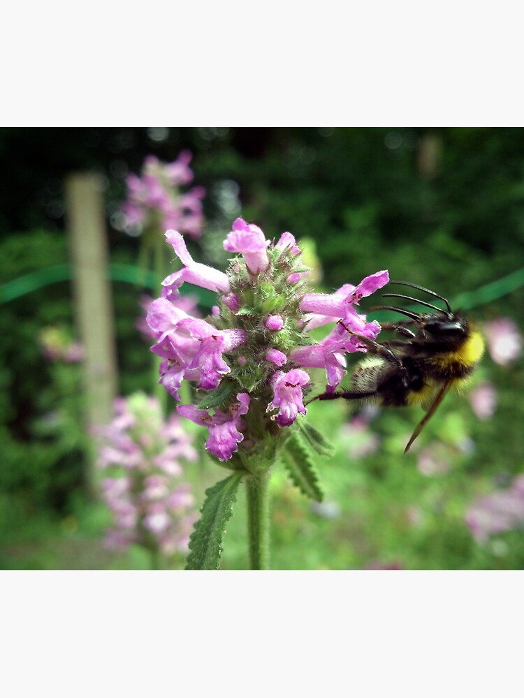 Blüte mit Biene von Gourmetkater