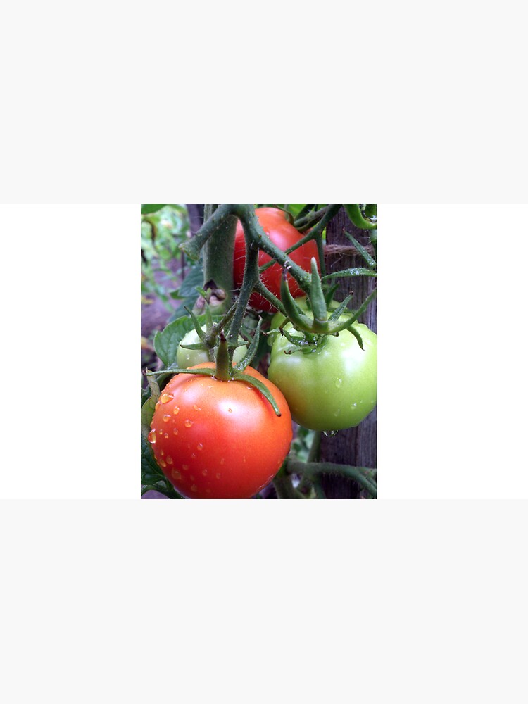 Leckere Tomaten von Gourmetkater
