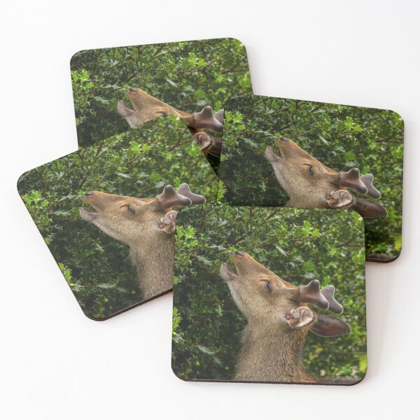 Item preview, The young wild deer in Killarney National Park, near the town of Killarney, County Kerry, Ireland designed and sold by AlbertMi.