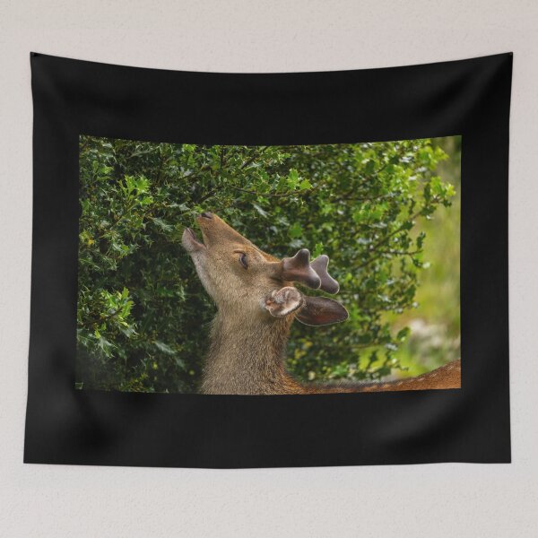 Item preview, The young wild deer in Killarney National Park, near the town of Killarney, County Kerry, Ireland designed and sold by AlbertMi.