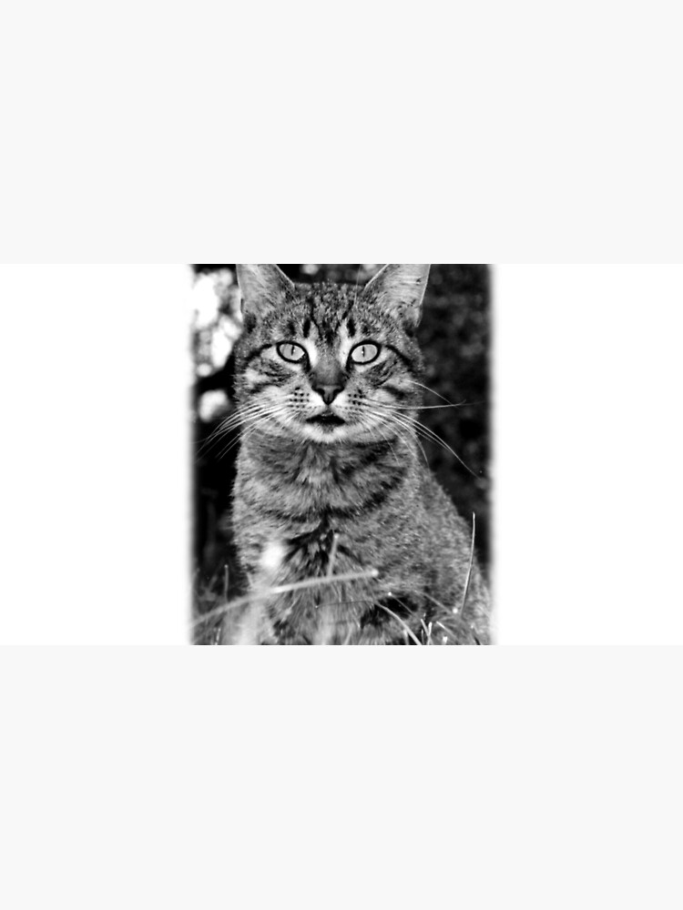 Tiger Tom von Gourmetkater