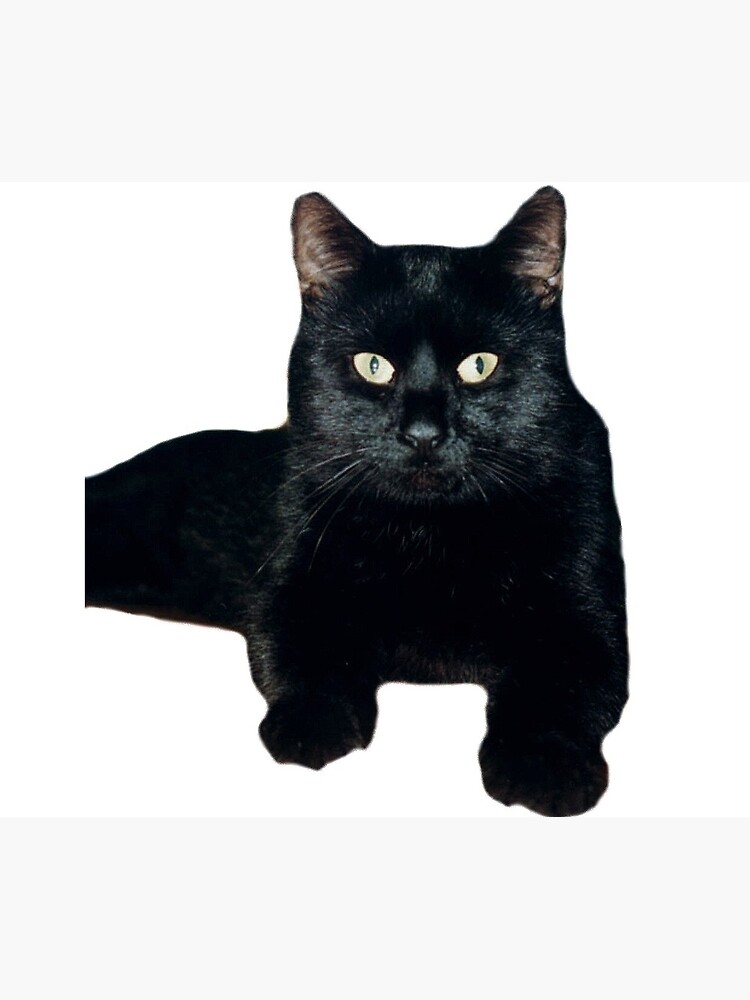 Der Gourmetkater von Gourmetkater