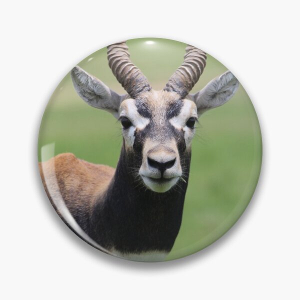 Item preview, Antelope designed and sold by Mdillon.