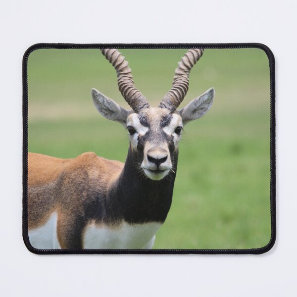 Item preview, Antelope designed and sold by Mdillon.