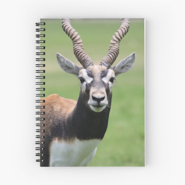 Item preview, Antelope designed and sold by Mdillon.