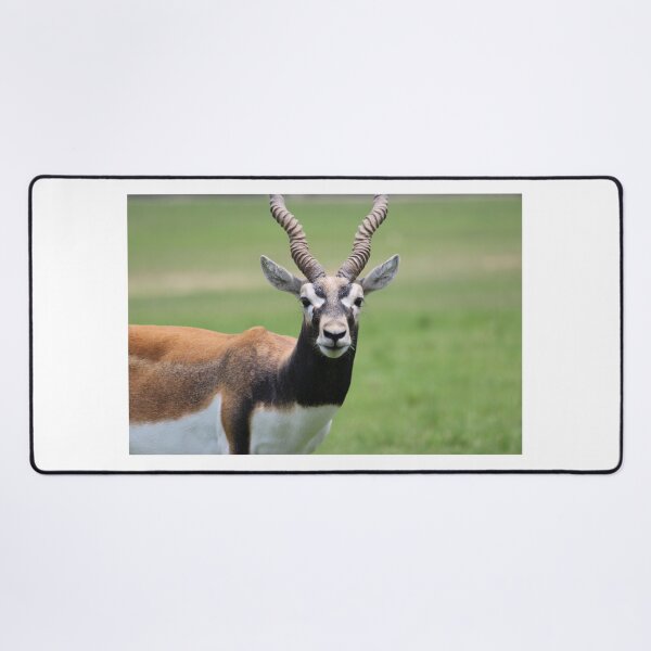 Item preview, Antelope designed and sold by Mdillon.