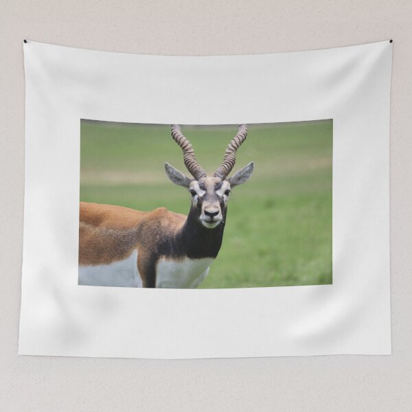 Item preview, Antelope designed and sold by Mdillon.