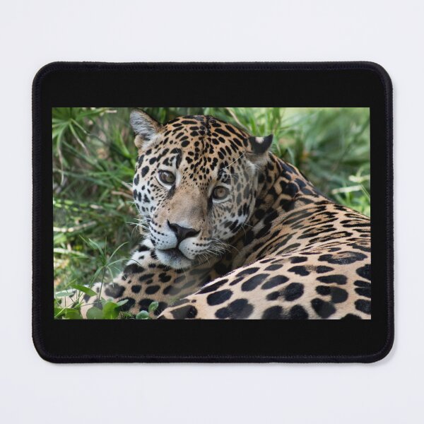 Item preview, Jaguar Watching designed and sold by KbytesOfJax Outdoor and Nature.