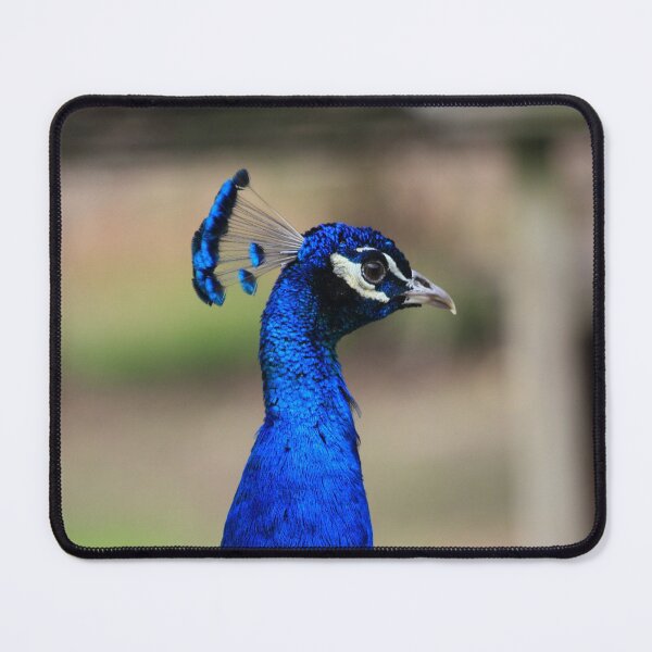 Item preview, Motivate, Motivational Orginality- Blue Peacock designed and sold by Mdillon.