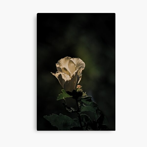Fairy Tale Rose Canvas Print