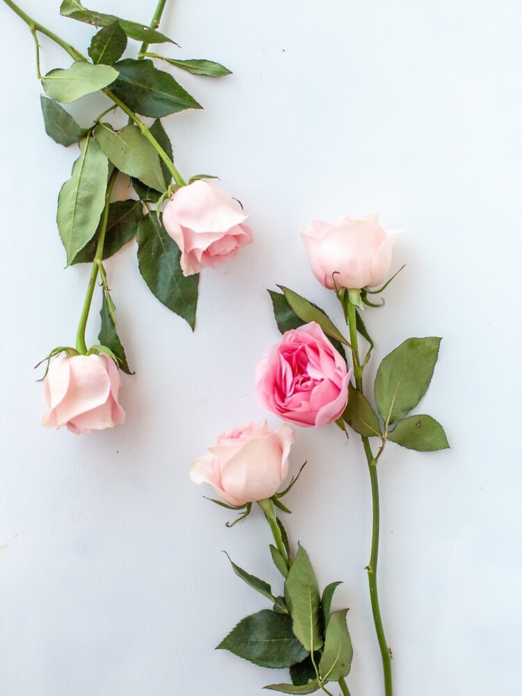 Discover Blush Pink Roses Leggings