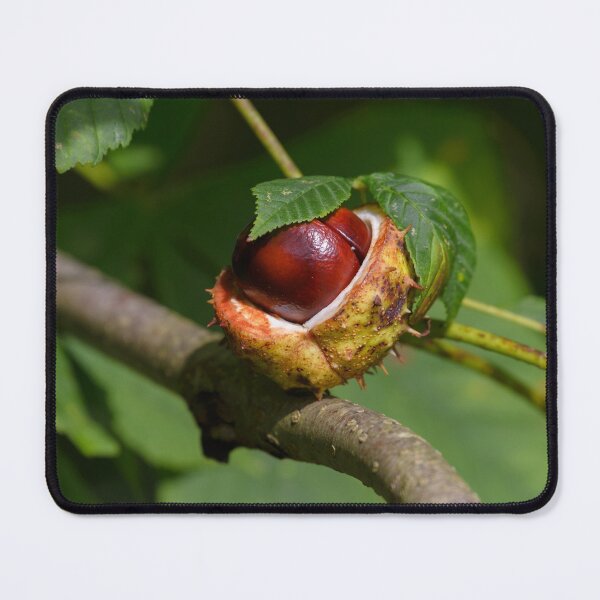 Item preview, Chestnut, conker in the autumn forest designed and sold by AlbertMi.