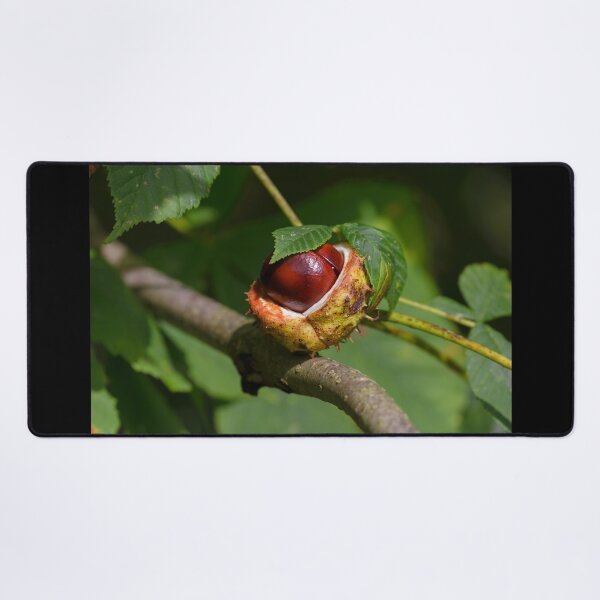 Item preview, Chestnut, conker in the autumn forest designed and sold by AlbertMi.