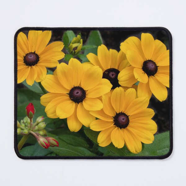 Item preview, Intruder in the Black-Eyed Susan Patch designed and sold by Gerda Grice Photography.
