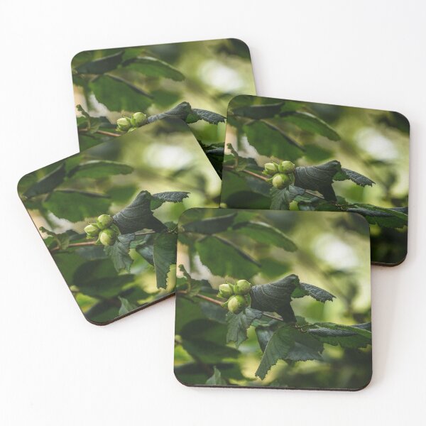 Item preview, Three hazelnuts grow on a hazel tree in an Irish forest designed and sold by AlbertMi.