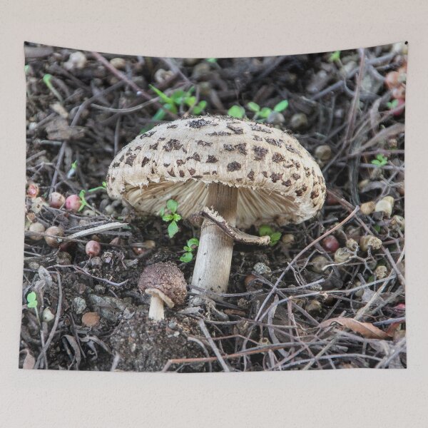 Item preview, Mama 'Shroom y Baby designed and sold by heatherfriedman.