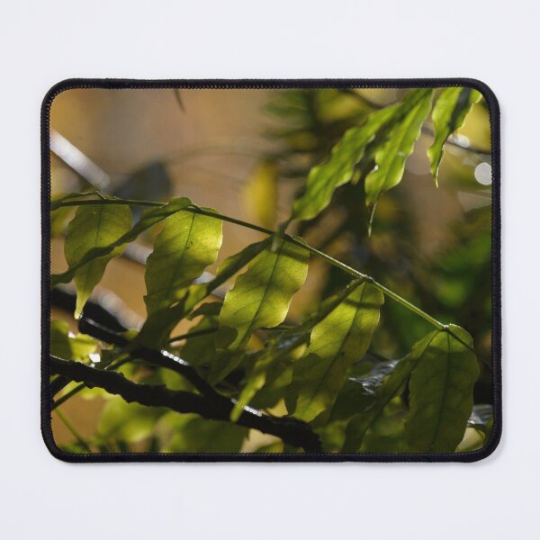 Item preview, Autumn leaves in sunlight designed and sold by AlbertMi.