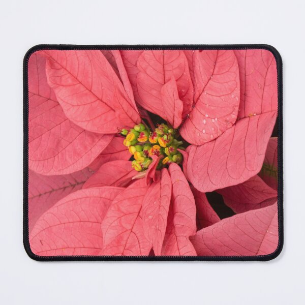 Item preview, Christmas Greetings with a Vivacious Pink Poinsettia - a Vertical View designed and sold by Georgia Mizuleva.