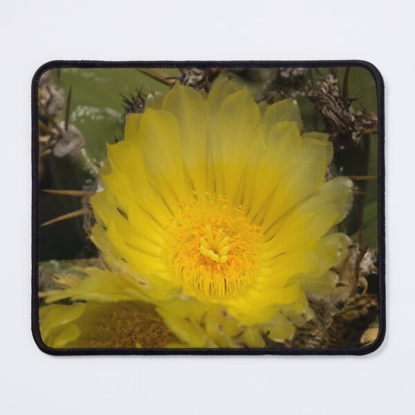 Item preview, Gossamer Petals - Twin Cactus Blooms designed and sold by Georgia Mizuleva.