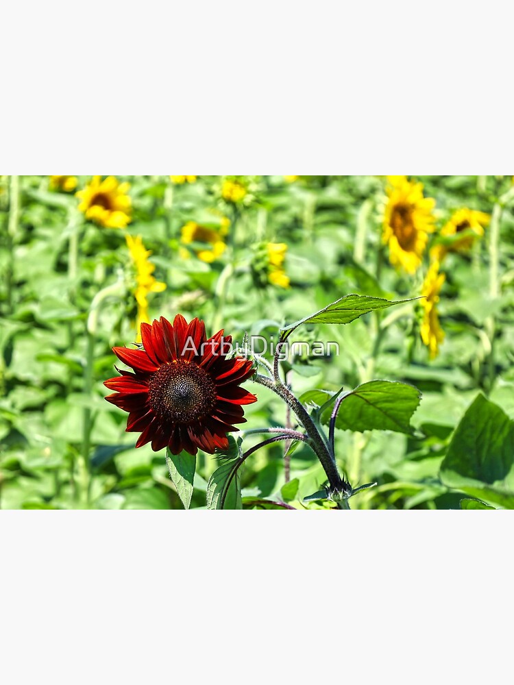 Tarjetas de felicitación «El girasol del Moulin Rouge» de ArtbyDigman |  Redbubble