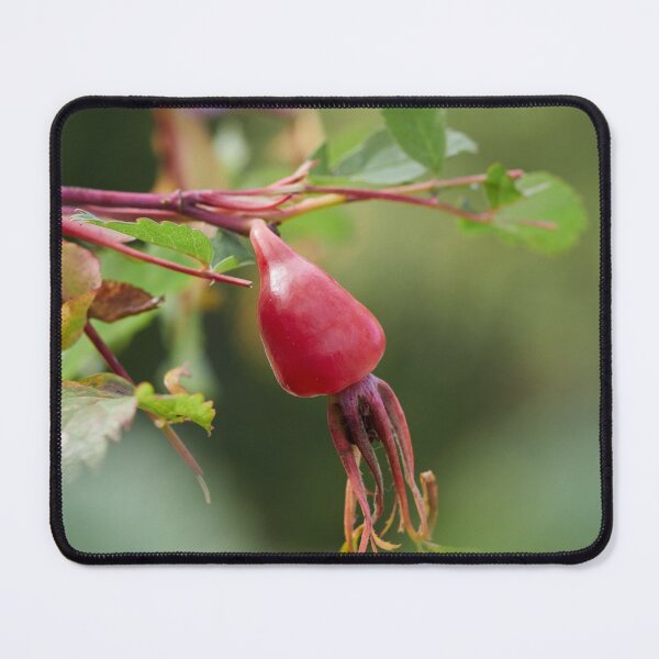 Item preview, Bright red. Rosehip designed and sold by Jouko Lehto Photography.