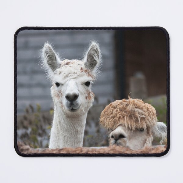 Item preview, Curious alpacas cute animals designed and sold by LindaCooke.