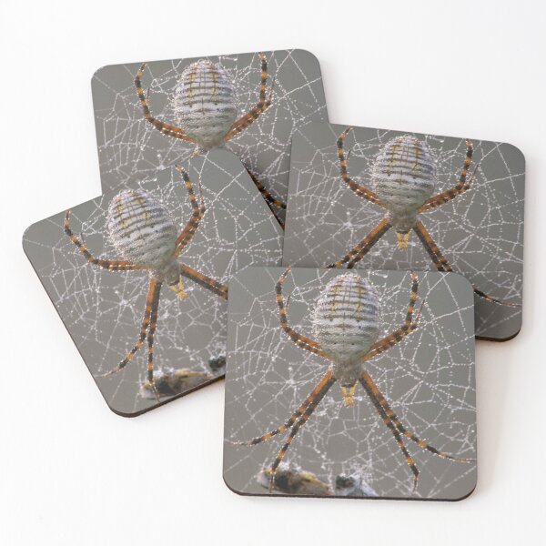 Item preview, Dewy Banded Garden Spider  designed and sold by Bill Spengler's Photographic Thoughts.
