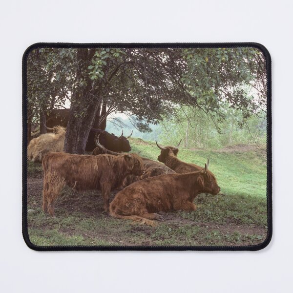 Item preview, Scottish Cows in the Eastern Townships designed and sold by Karen Granoski.