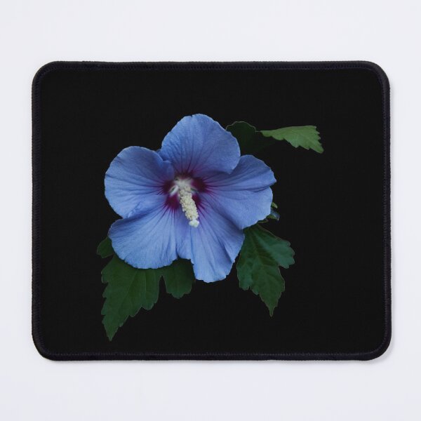 Item preview, Single Blue Satin Rose Mallow Bloom Isolated designed and sold by KbytesOfJax Outdoor and Nature.