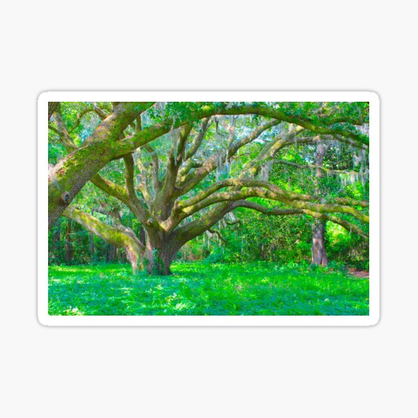Item preview, Spanish Moss in Live Oak Tree designed and sold by InkyandCotton.