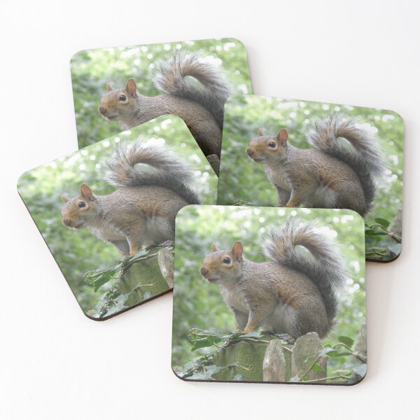 Item preview, Grey Squirrel on a Fence Post Photograph designed and sold by naturegallery.