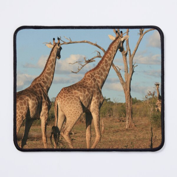 Item preview, Giraffe Family Encounter. Botswanna, South Africa. designed and sold by KarenZuk.