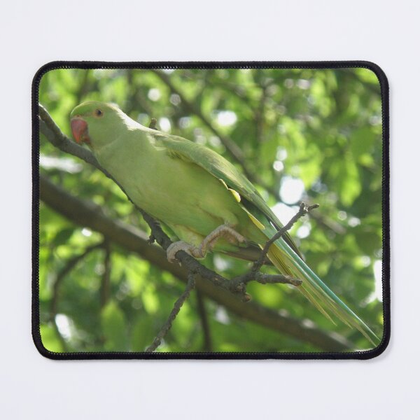 Item preview, Ring Necked Parakeet Stretching Exercises Photograph designed and sold by naturegallery.