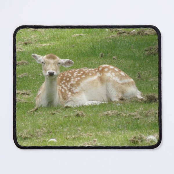 Item preview, Cute Female Fallow Deer Laying Down Photograph designed and sold by naturegallery.