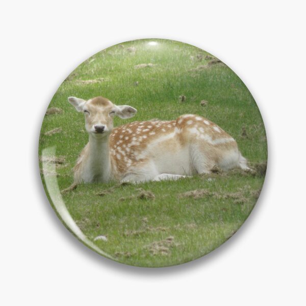 Item preview, Cute Female Fallow Deer Laying Down Photograph designed and sold by naturegallery.