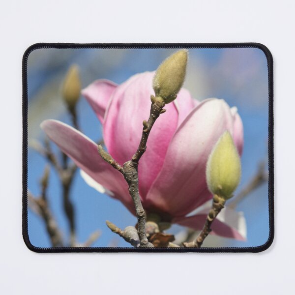 Item preview, Japanese Magnolia designed and sold by Mdillon.