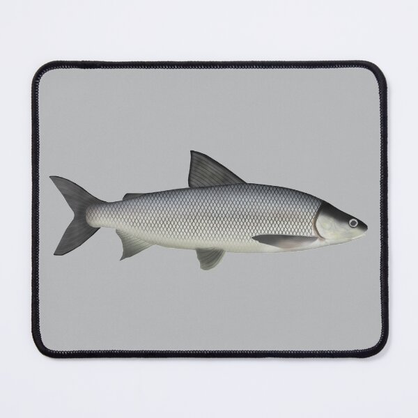 Item preview, Lake Whitefish designed and sold by fishfolkart.