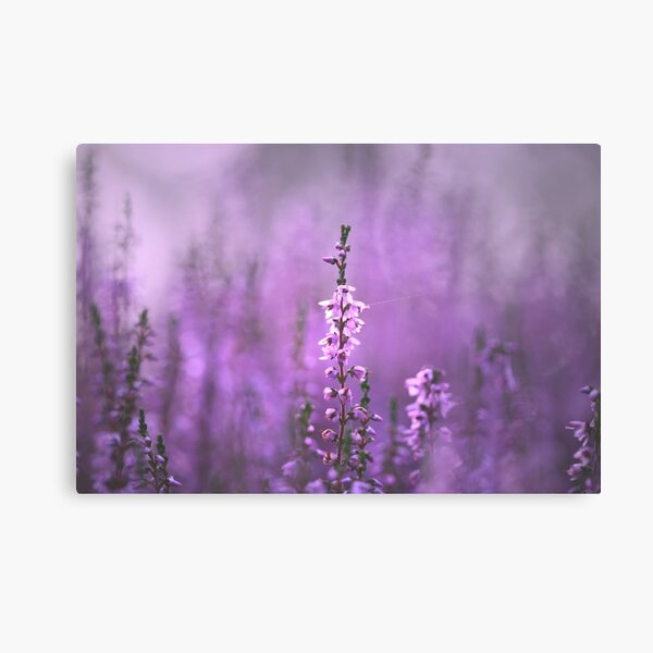 Pretty in pink Canvas Print
