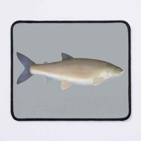 Item preview, Round Whitefish designed and sold by fishfolkart.