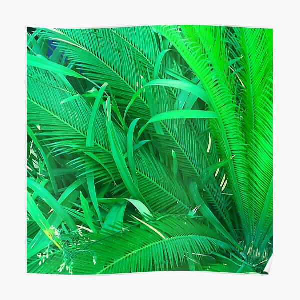 Palm Leaves Entwined With Long Blades Of Grass Poster